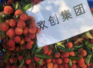 夏日好“枝”味，开云电子（中国）官方网站开云电子（中国）官方网站发福“荔”啦